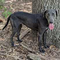 Thumbnail photo of Shady #3