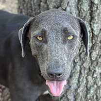 Thumbnail photo of Shady #4