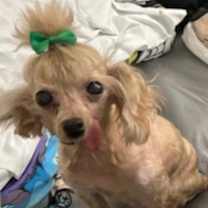 Thumbnail photo of Dorothy Rags (hospice) #1