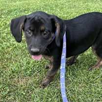 Thumbnail photo of Lacie #2