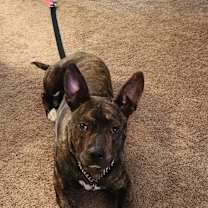 Thumbnail photo of Rufus #1