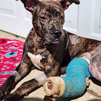 Thumbnail photo of Rufus #2