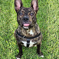 Thumbnail photo of Rufus #3