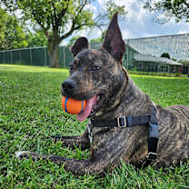 Thumbnail photo of Rufus #4
