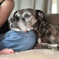 Thumbnail photo of Harlan #1