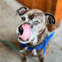 Thumbnail photo of Harlan #2