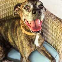 Thumbnail photo of Harlan #4