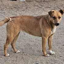 Thumbnail photo of Tia (CP) Foster or Adopt Me! #2