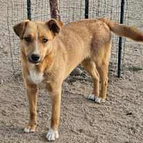Thumbnail photo of Tia (CP) Foster or Adopt Me! #4