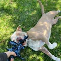 Thumbnail photo of Fifi - Foster or Adopt Me! #1