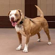 Thumbnail photo of Fifi - Foster or Adopt Me! #2
