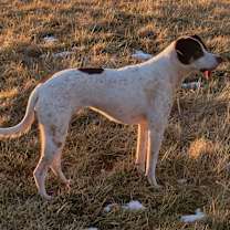 Thumbnail photo of Pepper #3
