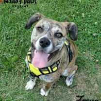 Thumbnail photo of Freya (Courtesy Post) #1