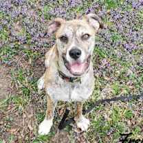 Thumbnail photo of Freya (Courtesy Post) #2