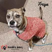 Thumbnail photo of Freya (Courtesy Post) #3