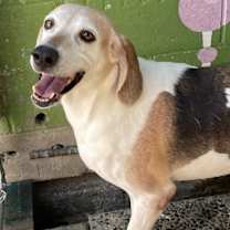 Thumbnail photo of Rosie #3