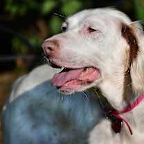 Thumbnail photo of Libby- Michigan #4