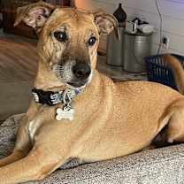 Thumbnail photo of OTTO #1