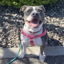 Thumbnail photo of Lola - AVAILABLE/FOSTER NEEDED #1