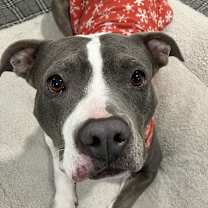 Thumbnail photo of Lola - AVAILABLE/FOSTER NEEDED #2