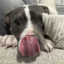 Thumbnail photo of Lola - AVAILABLE/FOSTER NEEDED #3