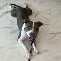 Thumbnail photo of Lola - AVAILABLE/FOSTER NEEDED #4