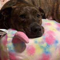 Thumbnail photo of MOZZIE (COURTESY POST) #1
