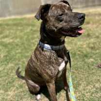 Thumbnail photo of MOZZIE (COURTESY POST) #2