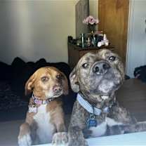 Thumbnail photo of MOZZIE (COURTESY POST) #3