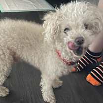 Thumbnail photo of Buster #1