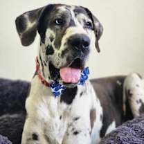 Thumbnail photo of Pinto #1