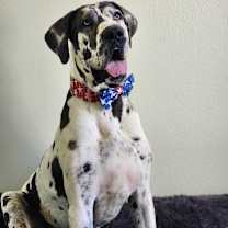 Thumbnail photo of Pinto #2