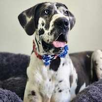 Thumbnail photo of Pinto #3