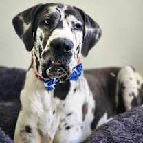 Thumbnail photo of Pinto #4
