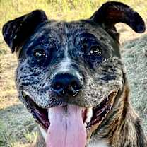 Thumbnail photo of Rocky #1