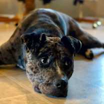 Thumbnail photo of Rocky #3