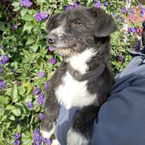 Thumbnail photo of Suzii #1