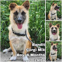 Thumbnail photo of Bandit from Korea #1