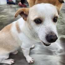 Thumbnail photo of Rudi (D) #4