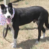 Thumbnail photo of Dexter #2