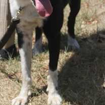 Thumbnail photo of Dexter #3