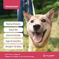 Thumbnail photo of Potato (D) #1