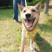 Thumbnail photo of Potato (D) #2