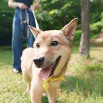 Thumbnail photo of Potato (D) #4