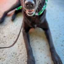 Thumbnail photo of Allie #3