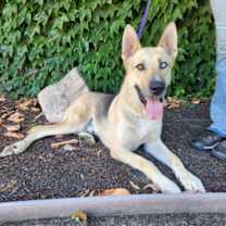 Thumbnail photo of Maverick #4