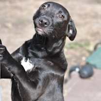 Thumbnail photo of Shadow (Lone Star Litter) #4
