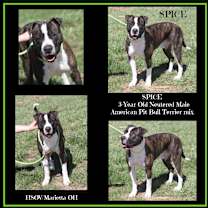 Thumbnail photo of Spice (Neutered) Pics 3/25/24 #1