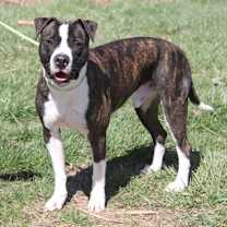 Thumbnail photo of Spice (Neutered) Pics 3/25/24 #2