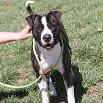 Thumbnail photo of Spice (Neutered) Pics 3/25/24 #3
